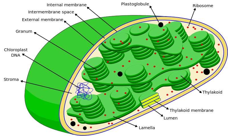 Chloroplasts are bean-shaped organelles with a green pigment.