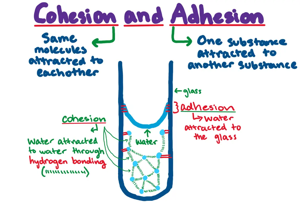 Cohesion and Adhesion
- Cohesion: same molecules attracted to eachother
- Adhesion: one substance attracted to another substance

Image of glass with water inside. Water labeled as small circles to depict molecules and a curved line as the meniscus. Green dashed lines between blue water molecules. Glass is labeled with arrow. 
Adhesion labeled by red lines with description of "adhesion: water attracted to the glass")
Cohesion labeled by green, dashed line with description "cohesion: water attracted to water through hydrogen bonding".