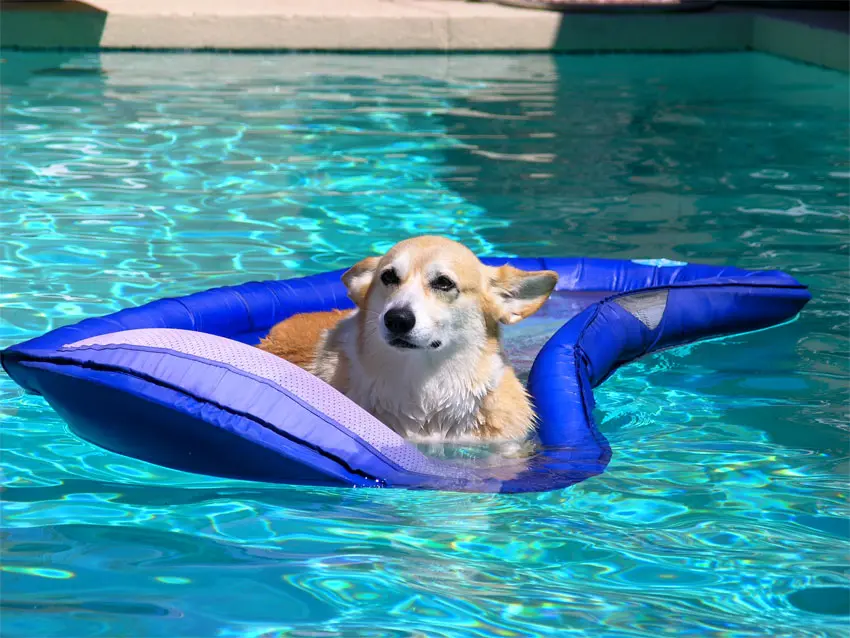 Photograph of a corgi dog on a pool float in a swimming pool. 