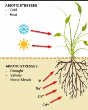 Abiotic stresses on plants include temperature, salinity, heavy metal contamination, sunlight, water levels, and soil.
