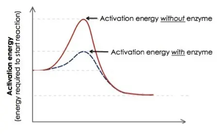 Enzymes reduce activation energy