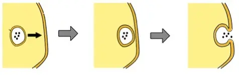 Diagram showing the steps of exocytosis
