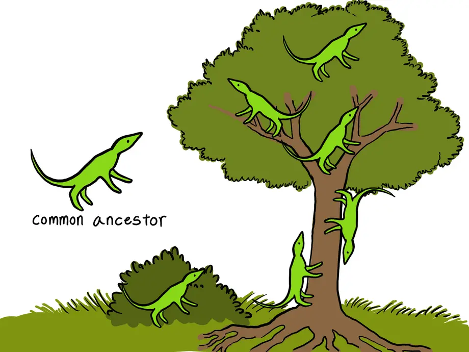 This is a cartoon illustration showing an example of adaptive radiation. The image shows an anole lizard on the left. It has the label "common ancestor" underneath it. The rest of the image shows lizards crawling all over a tree and on the ground. All the lizards look the same because they are still the same species.