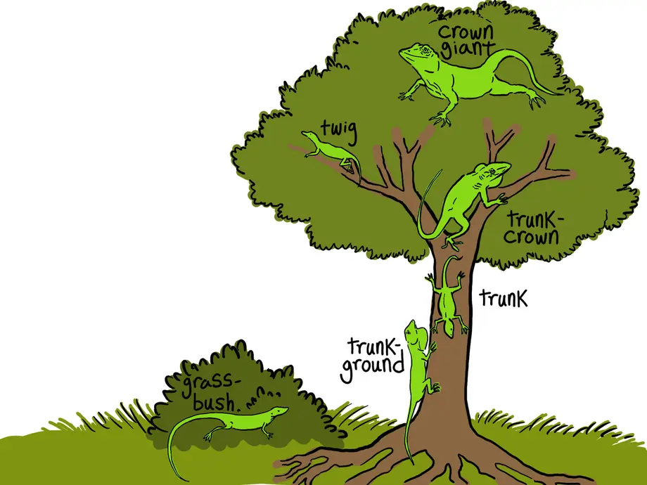 This is a cartoon illustration showing an example of an adaptive radiation. The image shows six unique anole lizard ecomorphs. The lizards are all over different parts of a tree and on the ground. The different ecomorphs are labeled as: grass-bush, trunk-ground, trunk, trunk-crown, crown-giant, and twig. All the lizards look different because they have adapted to their niches. They are all separate species.