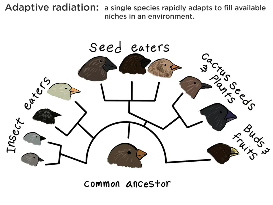 This is a cartoon illustration of Darwin's finches. The image shows how one common ancestor species evolved into multiple, diverse finch species through adaptive radiation.