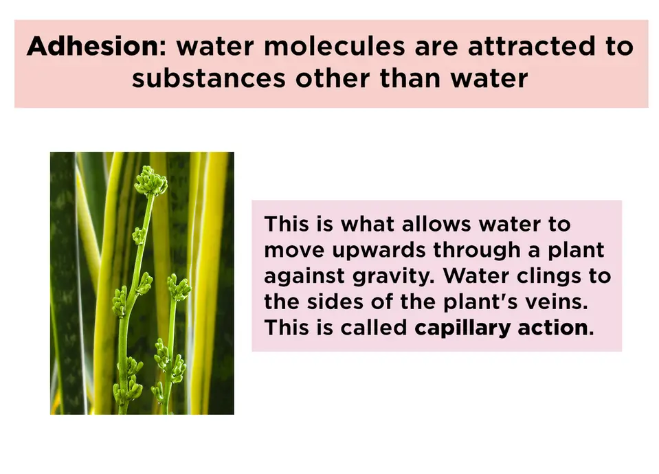 In adhesion, water molecules are attracted to substances other than water. This is what allows water to move upwards through a plant against gravity. Water clings to the sides of the plant's veins. This is called capillary action.