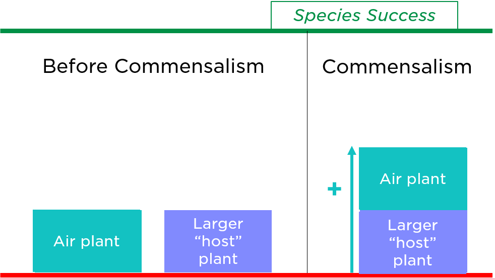 Air plants and their large "hosts" (for example, large tropical trees) have a commensal relationship. The air plant gets help from the host plant to have greater species success.