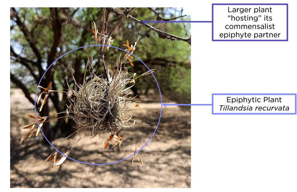 The air plant Tillandsia recurvata hangs from its larger commensalist host plant. 