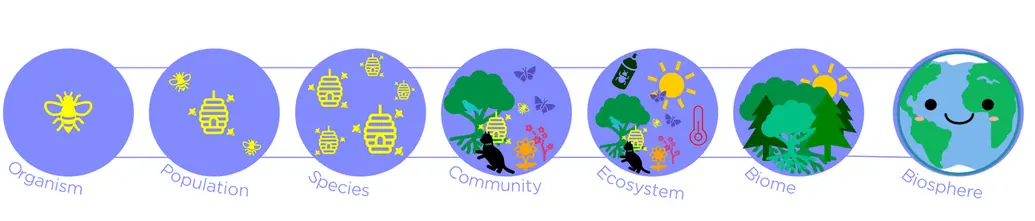 The levels of ecological organization, from least-encompassing to all-encompassing, are: organism, population, species, community, ecosystem, biome, biosphere.