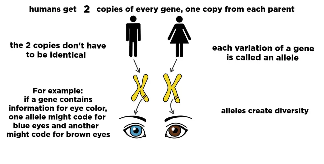 Humans get two copies of every gene, one copy from each parent. The two copies don't have to be identical. Each variation of a gene is called an allele. For example, if a gene contains information for eye color, one allele might code for blue eyes and another might code for brown eyes. Alleles create diversity.