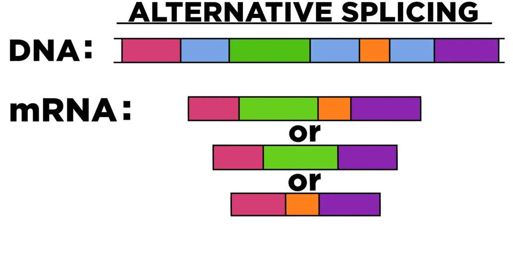 A diagram showing alternative splicing—a DNA strand and three different mRNA strands that can be made from it.