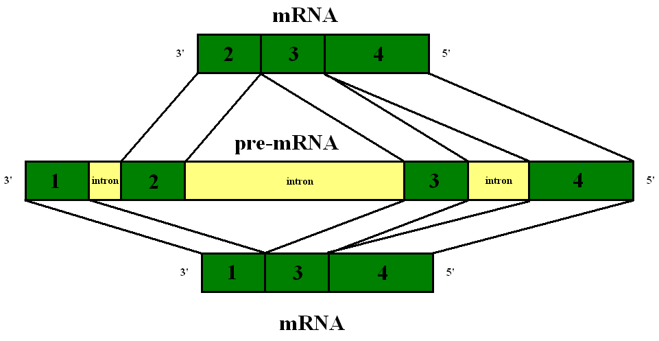 A diagram of mRNA and pre-mRNA. Not all exons have to be included in the final strand of mRNA. This is called alternative splicing.