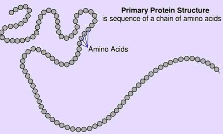 Amino acid chain