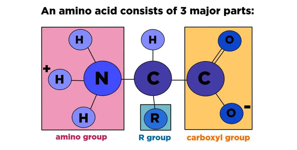 An amino acid consists of 3 parts: an amino group, R group, and a carboxyl group.