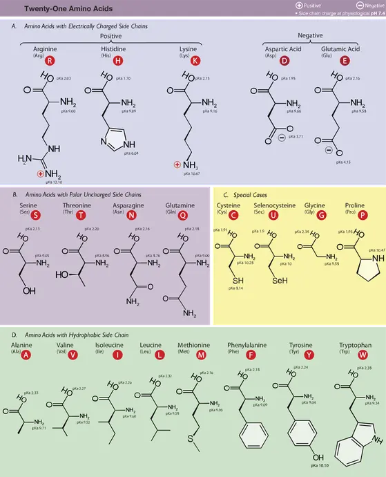 A chart of the 20 amino acids