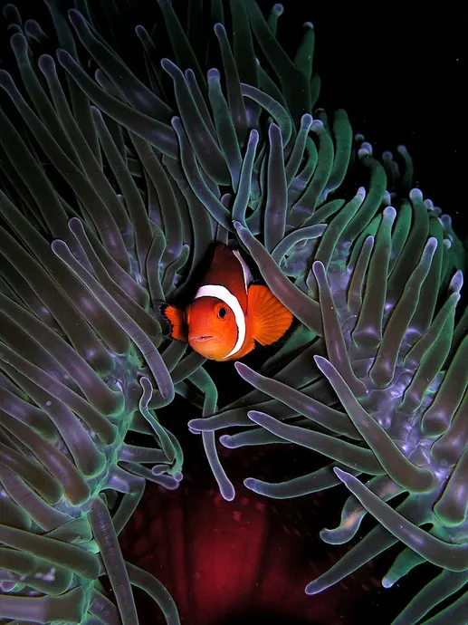 A clown fish makes its home inside a sea anemone.