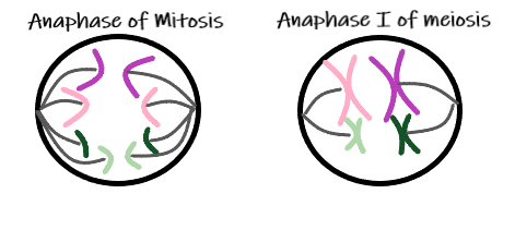 Difference between anaphase of mitosis and anaphase I of meiosis.
