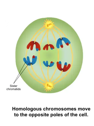 During anaphase I, microtubules pull and separate pairs of chromosomes.