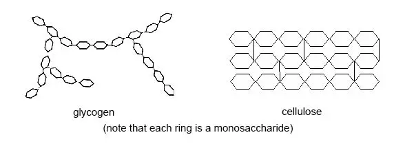 The structures of glycogen and cellulose are shown side-by-side. Each structure is made of a series of rings, which are simple sugars.