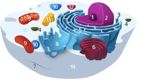 The cytoplasm fills in all of the space between organelles.