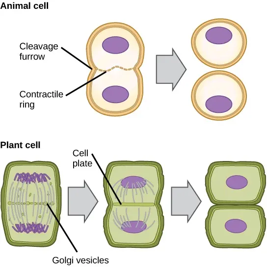 A figure showing cytokinesis in animal cells and plant cells.