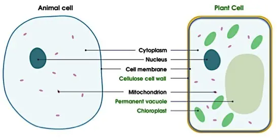 Plant cells and animal cells both have cell membranes.