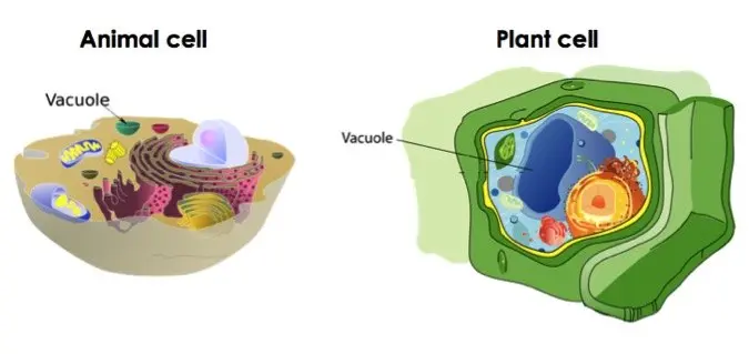 Plant and animal cells both have vacuoles, but the ones in plant cells are much larger.