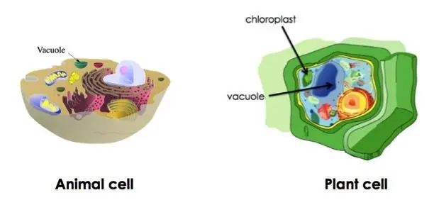Animal cells have a small vacuole while plant cells have a large vacuole.