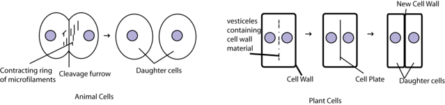 In animal cells, a cleavage furrow forms. In plant cells, a cell plate forms. These two new features allow each type of cell to form two daughter cells.