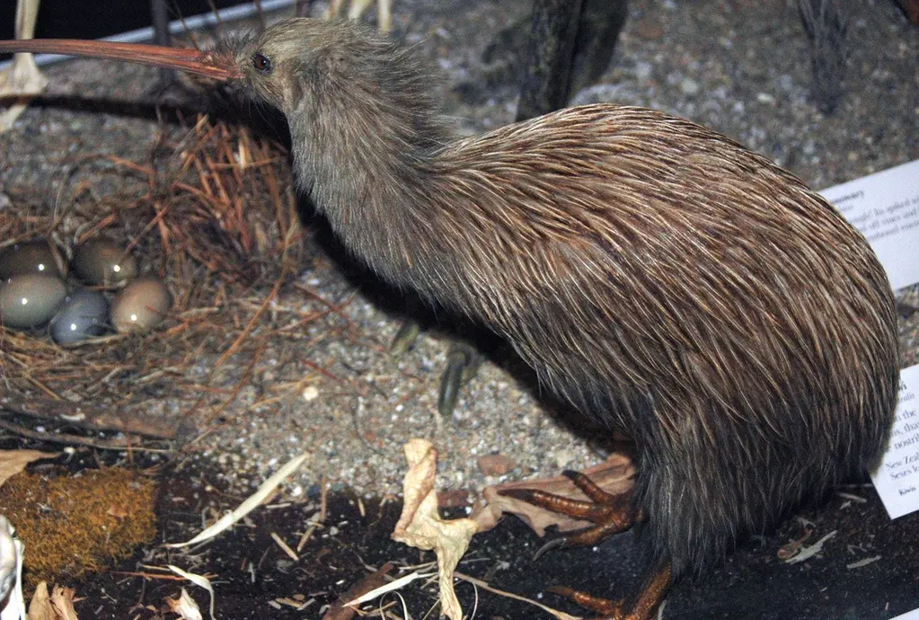 A kiwi bird