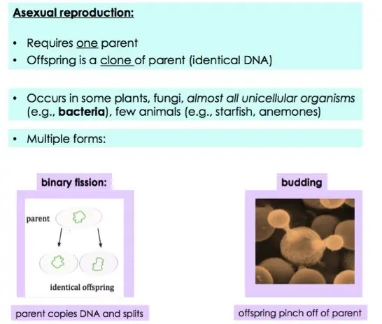 Asexual reproduction requires one parent and the offspring is a clone of that parent (they have identical DNA). It occurs in some plants, fungi, almost all unicellular organisms (e.g. bacteria), and a few animals (e.g. starfish, anemones). It can happen in two ways: binary fission and budding.