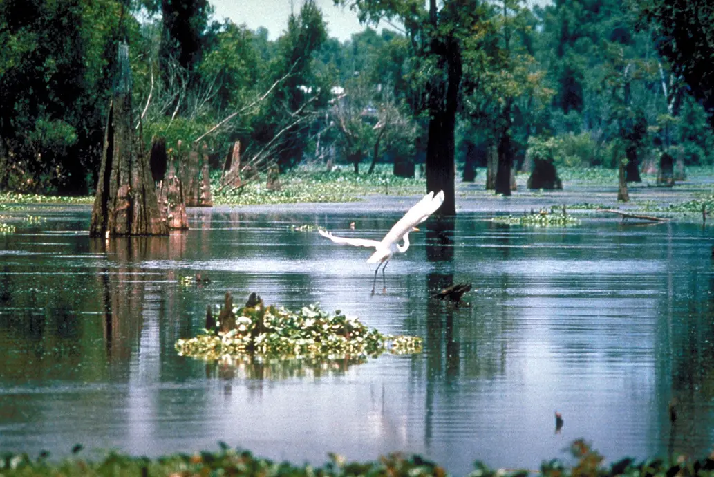 A crane in a swamp. The bird swoops down to pick up a fish.