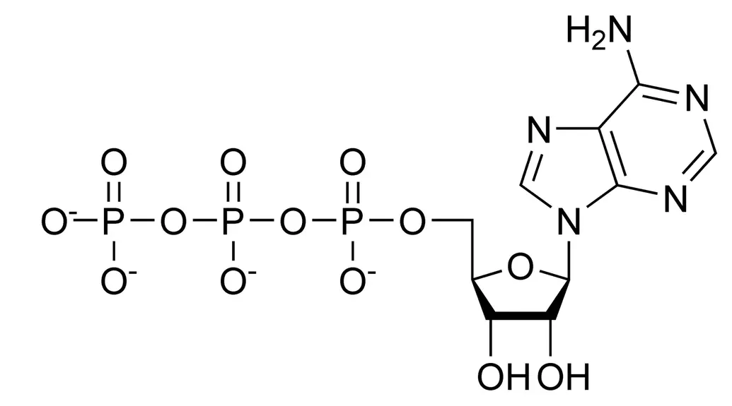 ATP has three phosphate groups, a sugar, and a nitrogenous base.