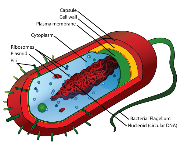 Prokaryotes are single-celled organisms. They have weird tails, called flagella.