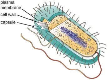 Bacterial cells can also have cell walls. They are made of peptidoglycan.