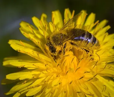 The image shows a bee covered in pollen from a yellow flower.