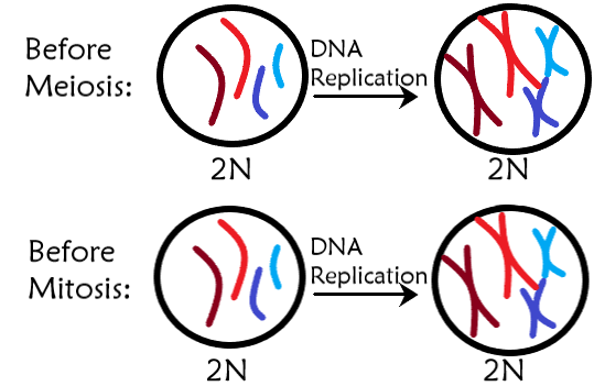 A diagram of cells before and after DNA replication for meiosis and mitosis.