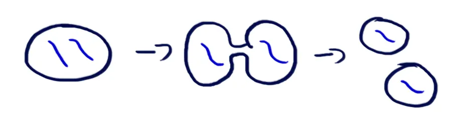 One cell with two pieces of genetic information divides into two separate cells, each with one piece of genetic information.