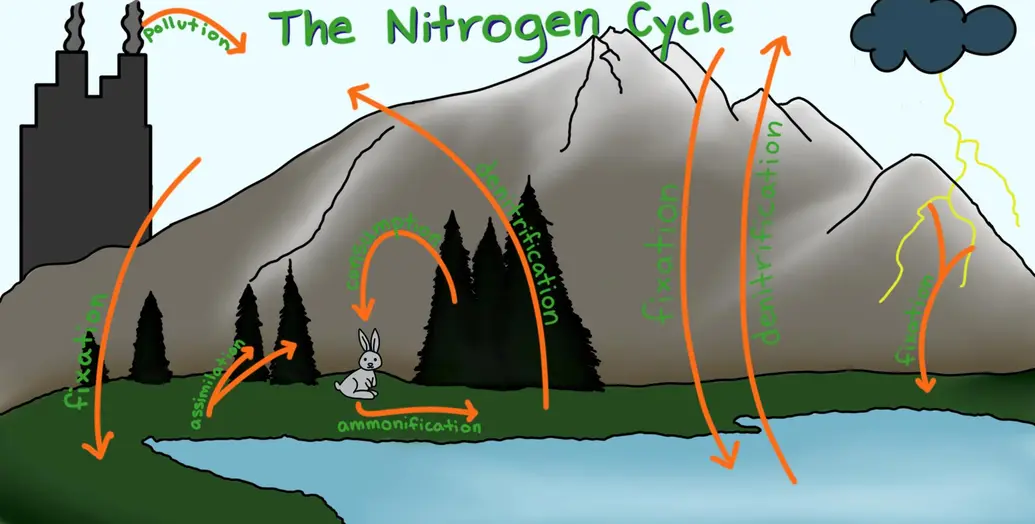 A diagram showing some ways in which nitrogen is transferred around the biosphere and atmosphere.