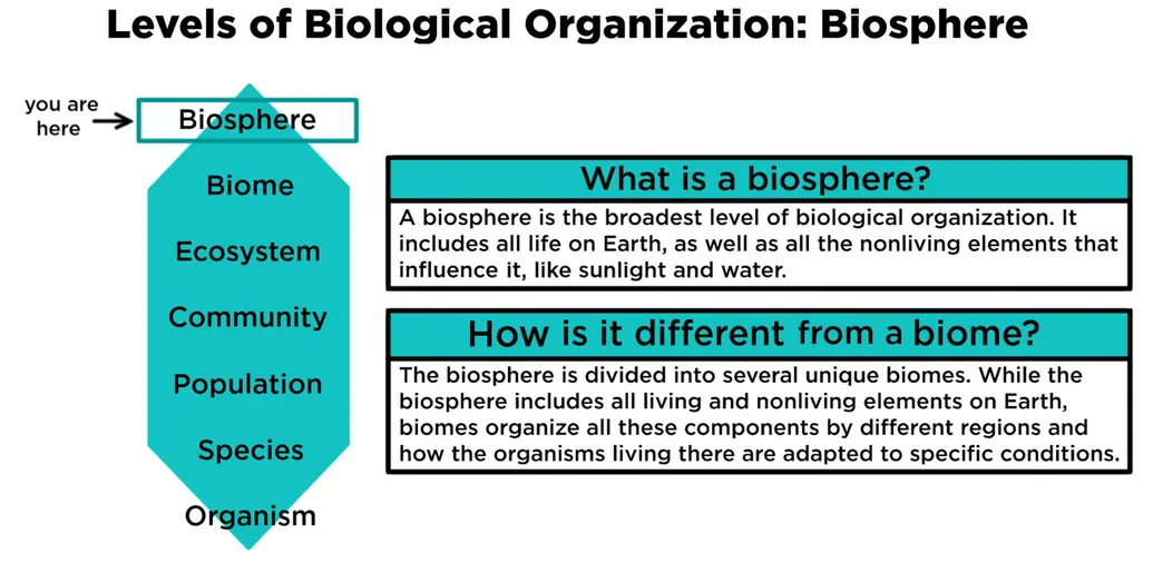 Levels of Biological Organization: Biosphere. What is a biosphere? Biosphere is the broadest level of biological organization. It includes all life on Earth, as well as all the nonliving components that influences it, like sunlight and water. How is it different from a biome? The biosphere is divided into several unique biomes. The biosphere includes all living and nonliving elements on Earth, but biomes organize these things by different regions and how the organisms living there are adapted to specific conditions.