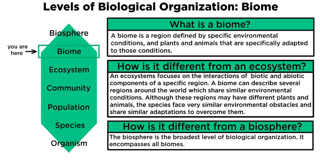 Levels of biological organization: biome. What is a biome? A biome is a region defined by specific environmental conditions, and plants and animals that are specifically adapted to those conditions. How is it different from an ecosystem? An ecosystem focuses on the interactions of biotic and abiotic components of a specific region. A biome can describe several regions around the world which share similar environmental conditions. Although these regions ma have different plants and animals, the species face very similar environmental obstacles and share adaptations to overcome them. How is it different from a biosphere? The biosphere is the broadest level of biological organization. It encompasses all biomes.
