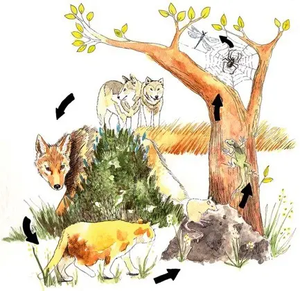 Living things in an environment. A cat, wolf, spider, lizard, mouse, and tree are pictured.