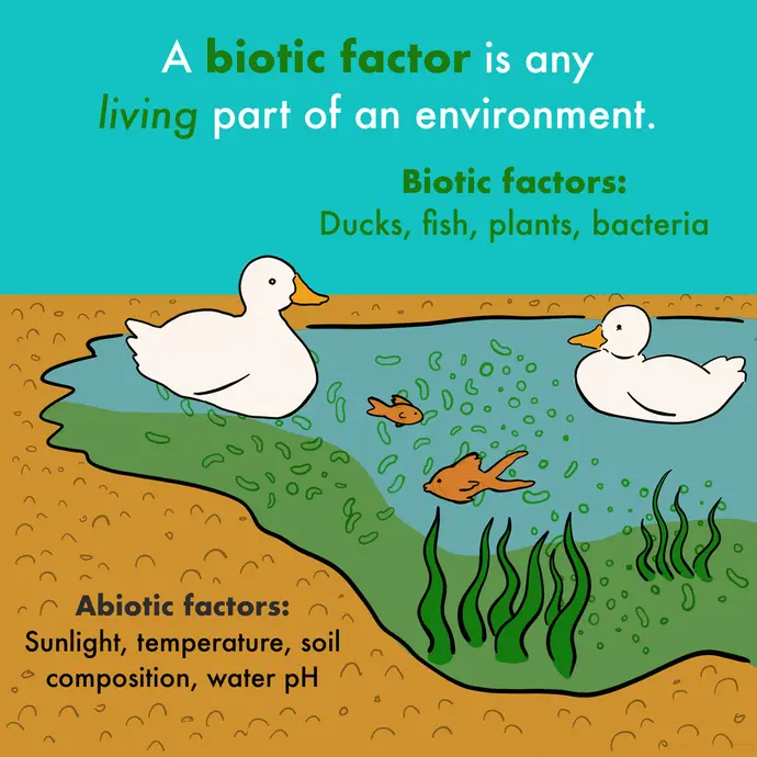 This is a cartoon illustration explaining biotic components of ecosystems. The image shows ducks, fish, algae, and plants in a pond. The text reads "A biotic factor is any living part of an environment. Examples include: ducks, fish, plants, bacteria. Abiotic factors include: sunlight, temperature, soil composition, water pH".