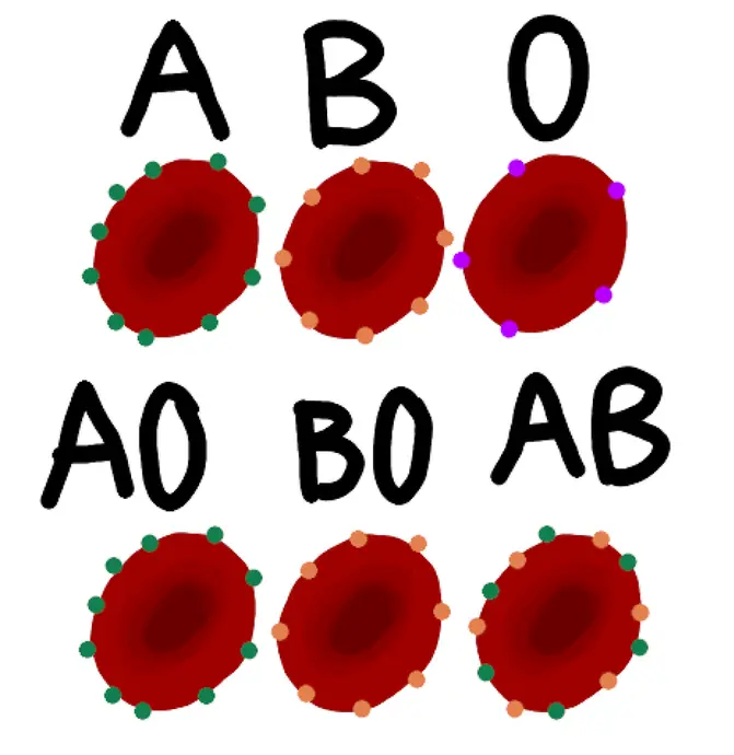 The image shows six blood cells: A, B, O, AO, BO, and AB. A and AO have green dots. B and BO have orange dots. O has purple dots. AB has green and orange dots.