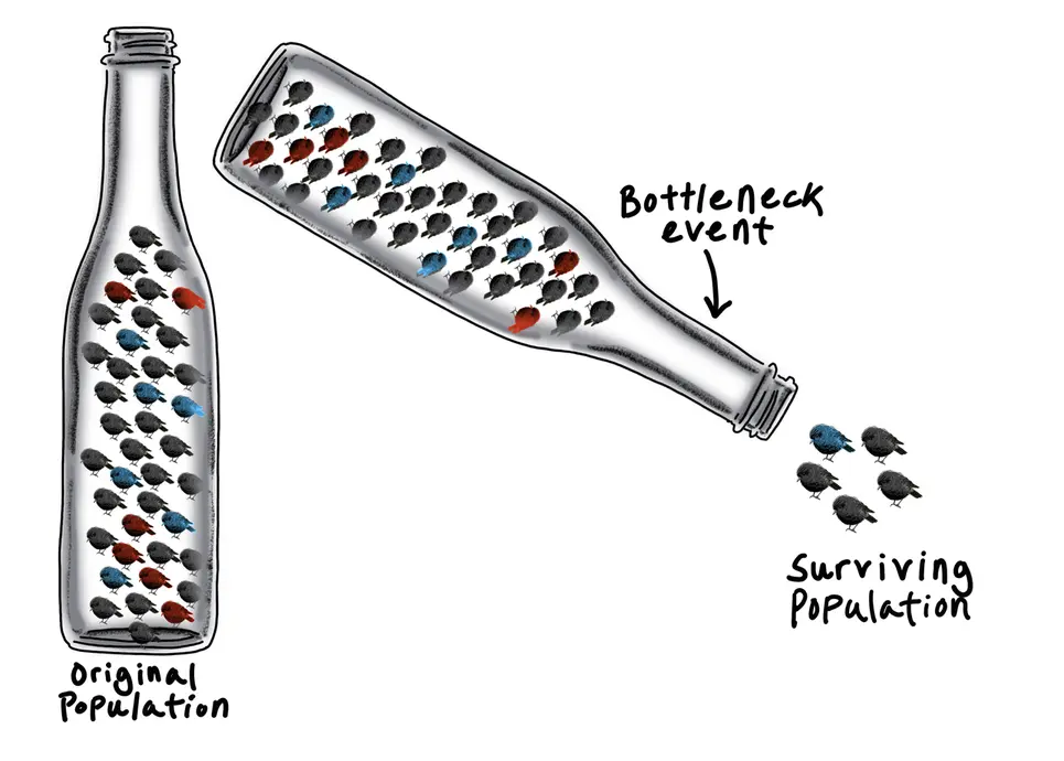 This illustration shows an example of a bottleneck event. The original population of many birds has variation with red, blue, and black alleles. The bottleneck event randomly kills off many of the birds. Only five birds survive. There is far less genetic variation among the surviving few compared to the original population. The red allele is lost entirely.