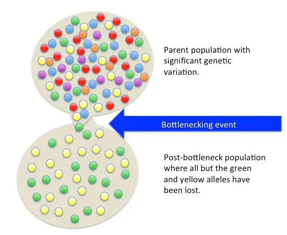 This image shows two populations. The first population has purple, red, orange, blue, yellow, and green alleles. After the bottleneck event, the population only has yellow and green alleles.