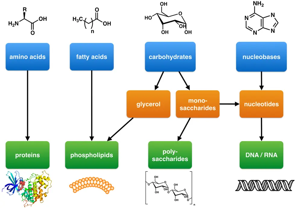 Amino acids are the monomers of proteins, while fatty acids are the monomer of phospholipids.  Carbohydrates are the monomer of polysaccharides, and nucleobases are the monomer of DNA/RNA.