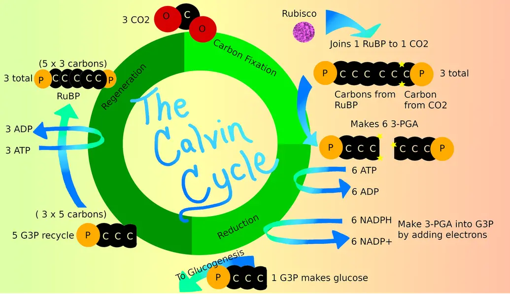 This image arranges the multiple steps of the Calvin cycle into a circle. The descriptions of each step of the circle can be found below. The steps include carbon fixation, reduction, and regeneration.