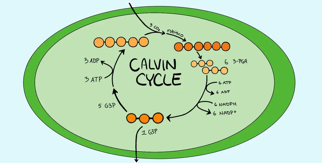 A diagram of the Calvin cycle, as described in the explanation below.