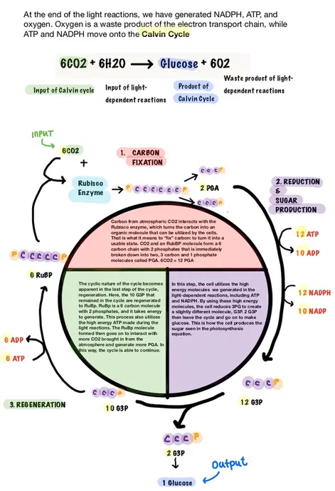 At the end of the light reactions, we have generated NADPH, ATP, and oxygen. Oxygen is a waste product of the electron transport chain, while ATP and NDPH move onto the Calvin cycle. The equation for photosynthesis is 6CO2 + 6H20 yields glucose + 6C02. The CO2 is the input of the Calvin cycle. The H20 is the input of the light dependent reactions. Glucose is the product of the Calvin cycle and O2 is the waste product of the light-dependent reactions. The Calvin cycle is split into three parts: Carbon Fixation (1), Reduction and Sugar Production (2), and Regeneration (3). Carbon fixation is when carbon from the atmosphere interacts with the Rubisco enzyme, which turns the carbon into an organic molecule that can be utilized by the cells. This is what it means to "fix" carbon: to turn it into a usable state. CO2 and the RuBP molecule form a 6-carbon molecule with two phosphates that is immediately broken down into two 3-carbon, 1-phosphate molecules called PGA. Six CO2 molecules generate 12 G3P molecules. In the second step, the cell utilizes the high-energy molecules generated in the light-dependent reactions, including ATP and NADPH. By using these high-energy molecules, the cells reduce 3PG to create a slightly different molecule, G3P. Two G3P then leave the cycle and go on to make glucose. This is how the cell produces the glucose seen in the photosynthesis equation. The cyclic nature of the Calvin cycle becomes apparent in the last step of the cycle, regeneration. Here, the 10 G3P that remained in the cycle are regenerated to RuBp. This process also utilizes the high energy ATP made during the light reactions. The RuBP molecule formed then goes on to interact with more CO2 brought in from the atmosphere to generate more PGA. In this way, the cycle is able to continue.